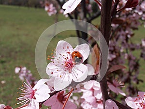 Small insect on the spring tree