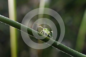 Small insect on the stick of a daisy