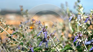 Small insect sucking nectar from a purpl