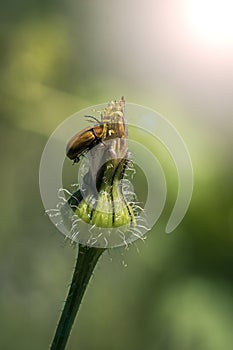 Small insect at the top of a bud