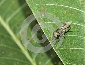 Small insect tranparent wings live on green leaf in botanic garden.