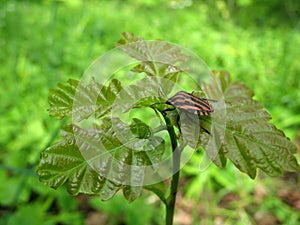 Small insect on a small tree