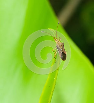 Small insect with two antennae  and wing climb to top on green leaf at botanic garden in sunny day. animal wildlife in tropical fo