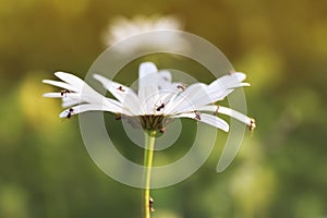 Small insects ants crawling on the Daisy flower