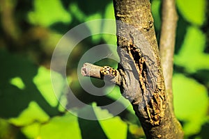 Small insects on a branch in spring.