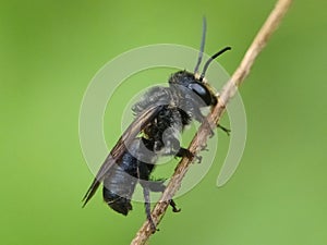 small insects in the dry leaves