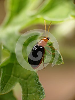 Small insects found around houses.