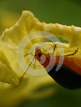 Small insects found around people\'s houses.