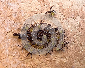 small insects hatching from their newborn eggs close-up macro photography