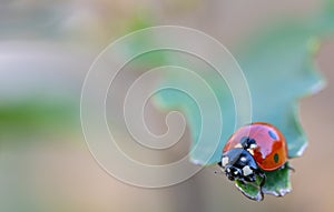 Small insects in macro photography..Coccinellidae