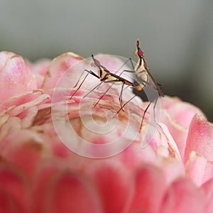 small insects are mating