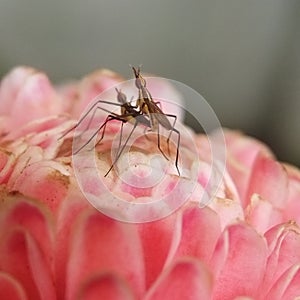 small insects are mating