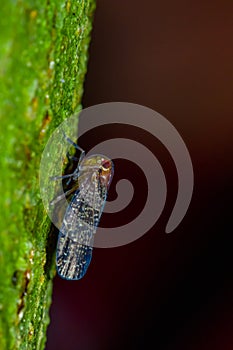 Small insects sitting on a green leaf in the amazon rainforest in Cuyabeno National Park, in Ecuador