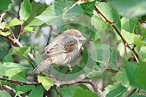 A small, insolent bird is a sparrow on a branch of a bush with green leaves. photo