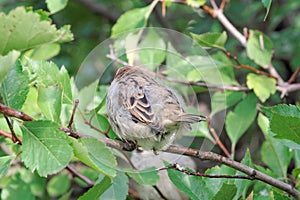 A small, insolent bird is a sparrow on a branch of a bush with green leaves. photo
