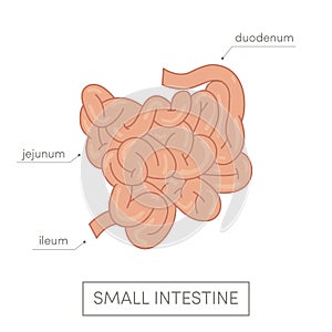 Small intestine