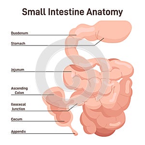 Small intestine anatomy. Organ digesting food from the stomach