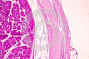 Small intestine Duodenum and Vermiform appendix  Human under the microscope.