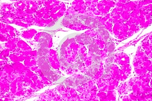 Small intestine Duodenum and Vermiform appendix  Human under the microscope.