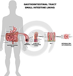 Small intestine lining