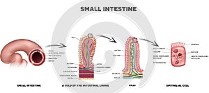 Small intestine lining