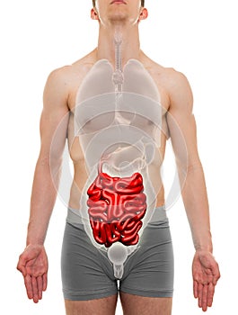 Small Intestine Male - Internal Organs Anatomy - 3D illustration
