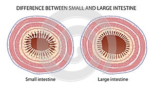 Difference Between Small and Large Intestine