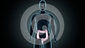 Tridimensional ilustraciones de hombre sistema digestivo El gran intestino 