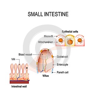 Small intestine with villi and epithelial cells