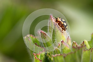 A small invasive ladybug on a flower bud in the garden