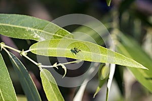 Small irridescent black fly with stripes sits on a long green leaf photo