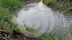 Small irrigation with water flow in the green the rice fields