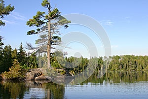 Small island with big pine on calm Minnesota lake