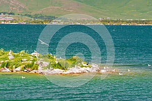 A small island in the lake dock for seagulls