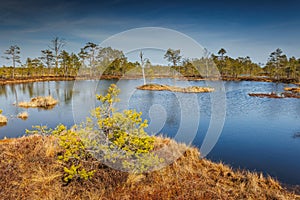 A small island in a lake surrounded by trees, creating a natural landscape. Viru Bog Viru Raba peat swamp, Estonia