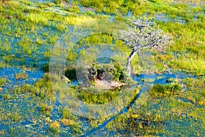 Small island with lonely tree in the flooded Okavango Delta seen from a heli