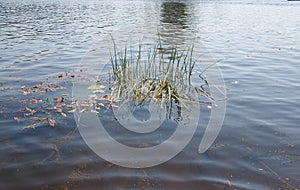 Small island of reeds in the river, big water, ripples on the water