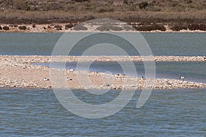 Small islands with many birds in the lagoons of the Salinas del Pinet, La Marina, Alicante, Spain