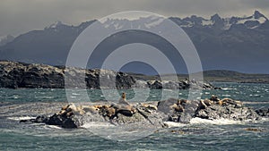 Small islet with sea lions in front of the city of Ushuaia Argentina