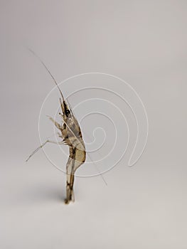 small isolated shrimp with a white background