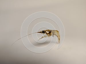 small isolated shrimp with a white background