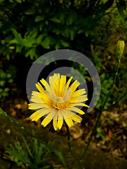 Small isolated and wild yellow daisy in the garden photographed in macro mode.