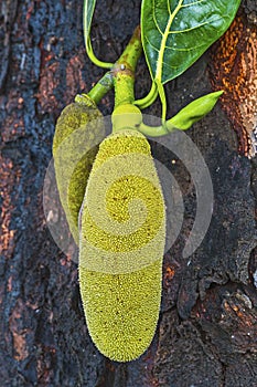 Artocarpus heterophyllus: Jack fruit photo