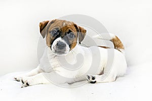 small Jack Russell puppy lies on a light sofa. husbandry