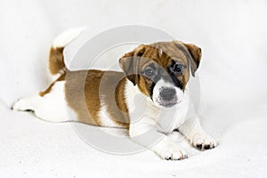 small Jack Russell puppy lies on a light sofa. husbandry