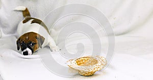 Small Jack Russell puppy lies near a straw hat and barks. Caring for puppies.