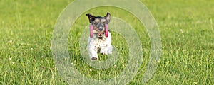 Tricolor cute small Jack Russell Terrier dog is holding a dumbbells in the catch outdoor. Doggz is runnig across a green meadow photo