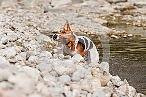 Small Jack Russell terrier dog, holding wooden stick in mouth, shaking her heat to dry wet fur spray drops in air photo