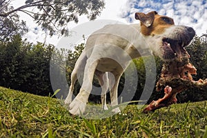 Small Jack Russell Terrier Dog With A Huge Bone