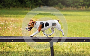 Small Jack Russell terrier dog running over tall wooden bridge ramp obstacle at agility training, blurred meadow in